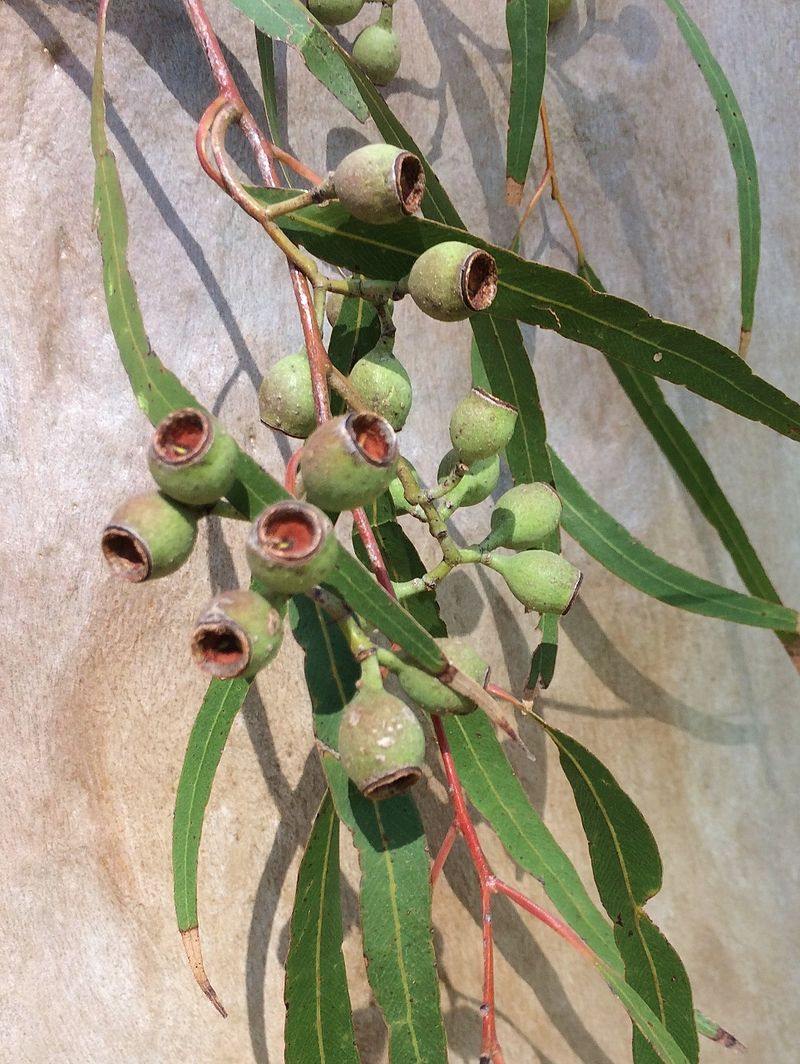 White Flowers of Lemon Scented Eucalyptus Corymbia Citriodora