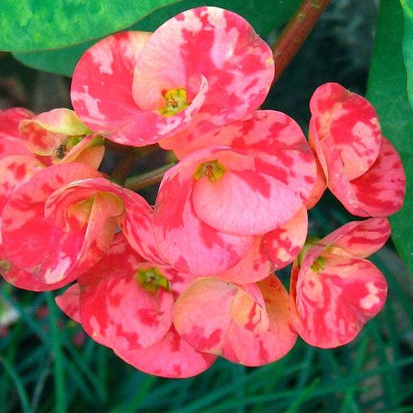 Euphorbia Flower seeds for Planting, Shade Tolerant Heirloom & GMO Free Seeds for Home Garden