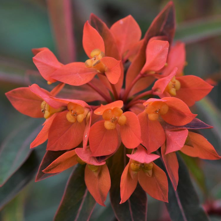 Euphorbia Griffithii Flower seeds blooming in flower beds, containers, borders, and pollinator-friendly gardens
