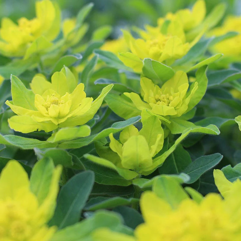 Yellow Euphorbia Polychroma Planting Seed for Plantings for Planting Heirloom Non-GMO Seeds