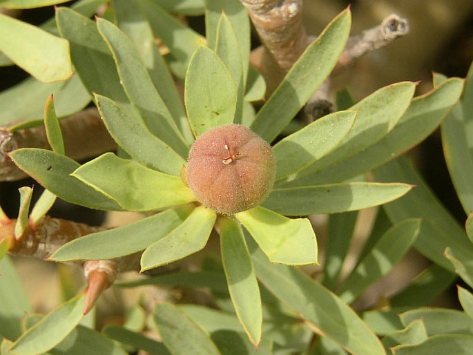 Green Balsamifera Flower seeds for Planting - Shade Tolerant, Heirloom & GMO Free Seeds for Home Garden Sale