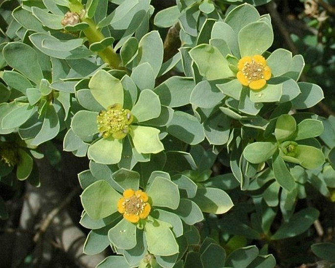 Green Balsamifera Flower seeds blooming in flower beds, containers, borders, and pollinator-friendly gardens