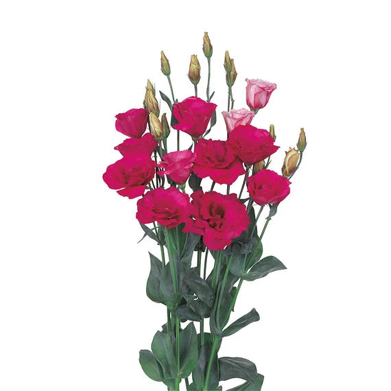 Red Eustoma flowers growing in garden beds