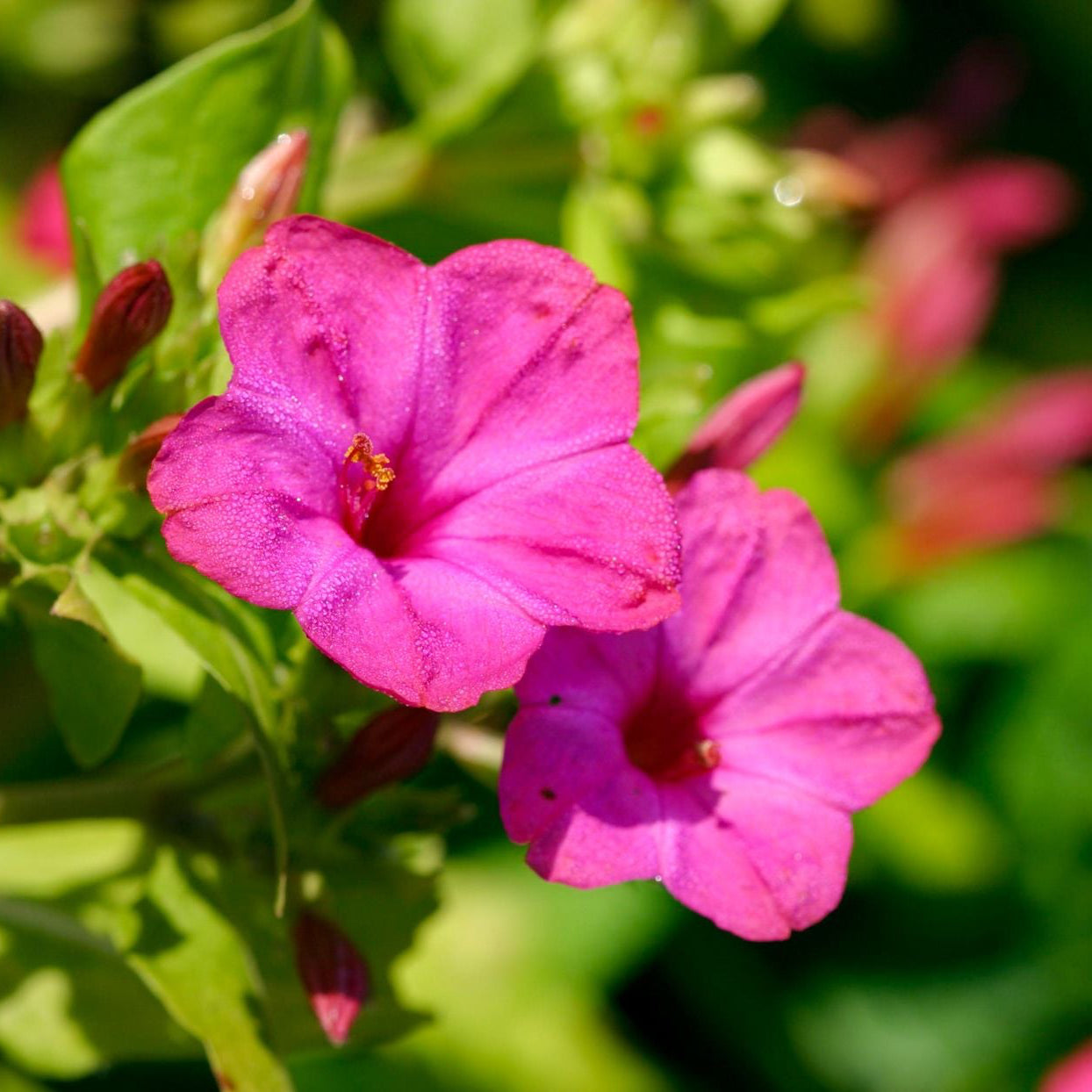 Heirloom Four O’Clock Seeds – Non-GMO Fragrant Blooms for Home Gardens