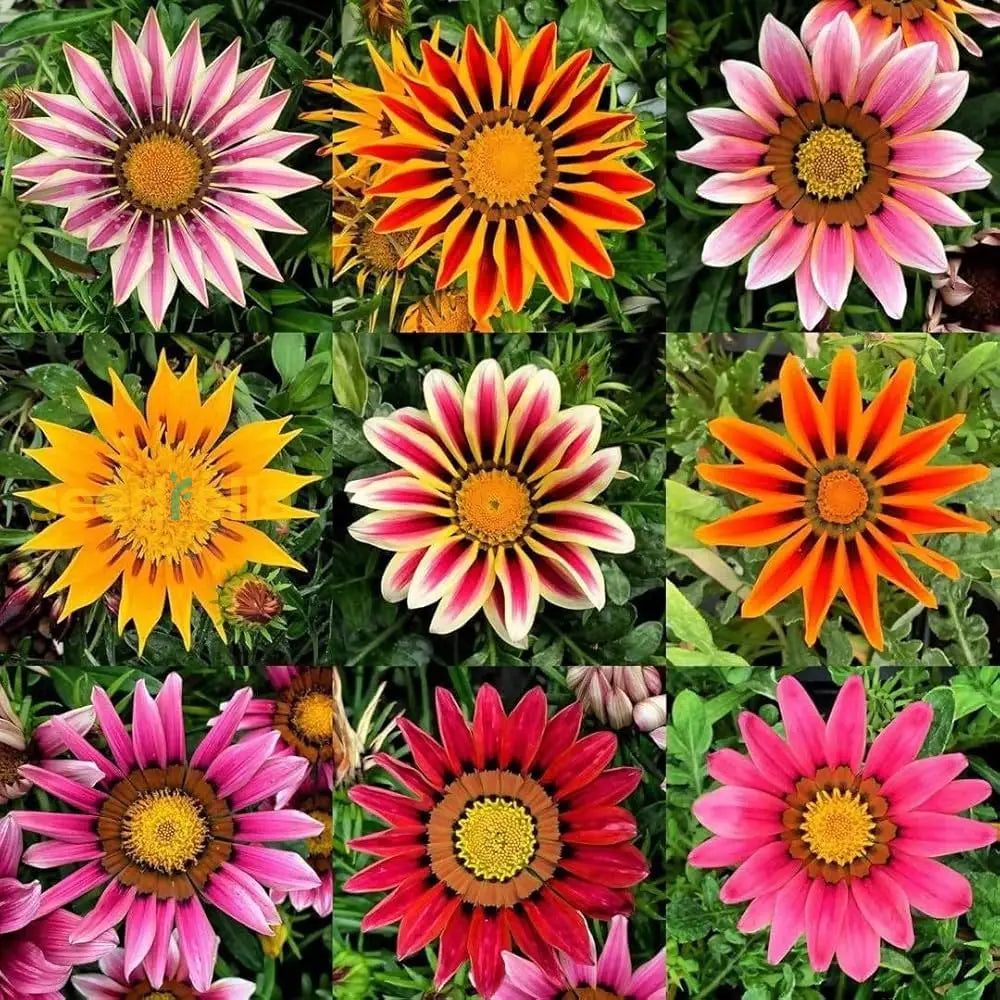 Exotic Gazania Flower Seeds For Planting Brighten Your Garden!