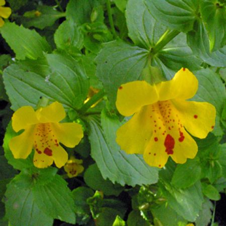 Yellow Mimulus Flower seeds for Planting - Low Maintenance, Heirloom & GMO Free Seeds for Home Garden