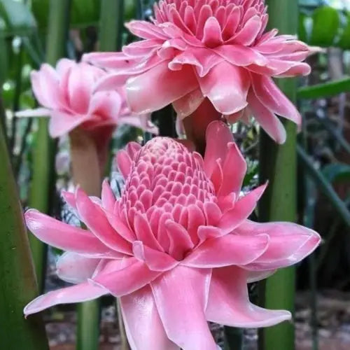 Pink Torch Ginger Flower seeds blooming in flower beds, containers, borders, and pollinator-friendly gardens