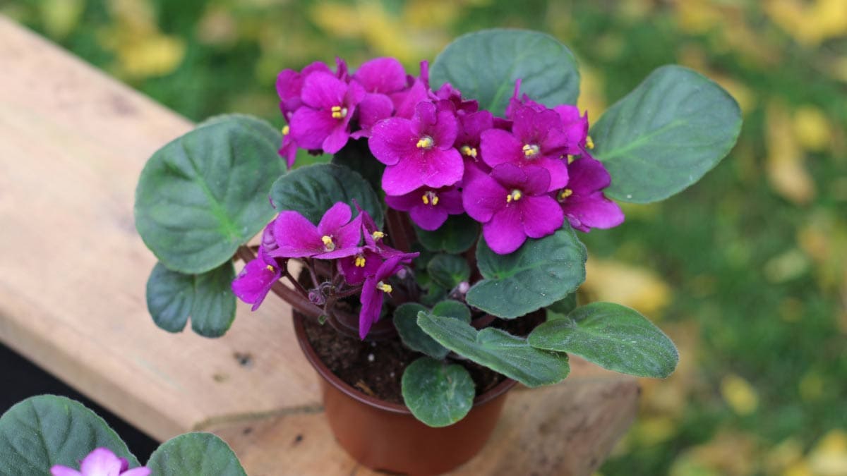 African Violets Flower seeds for Planting - Cut Flower Favorite, Heirloom & GMO Free Seeds for Home Garden