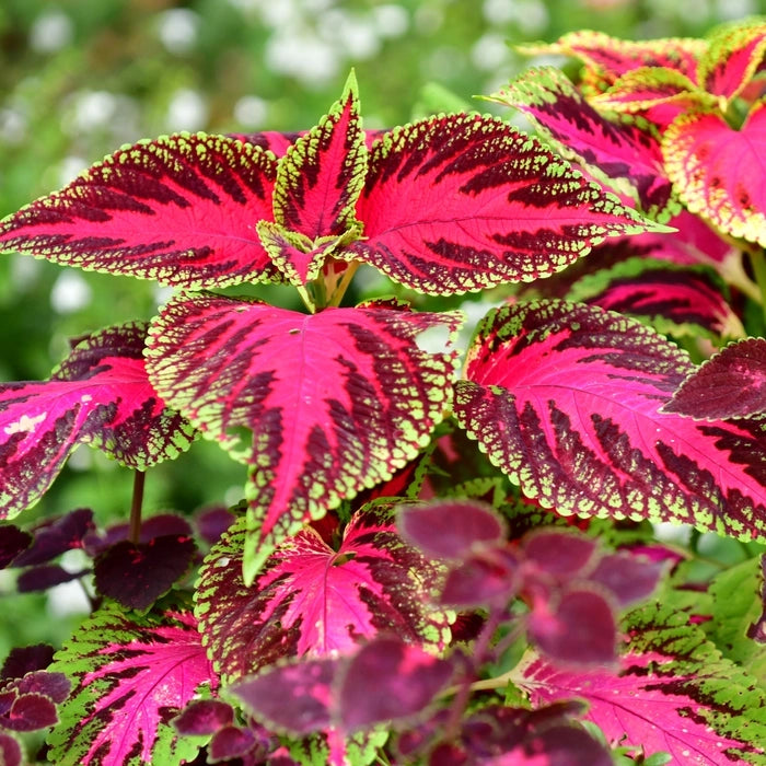 Coleus Flower seeds for Planting - Pollinator Friendly, Heirloom & GMO Free Seeds for Home Garden