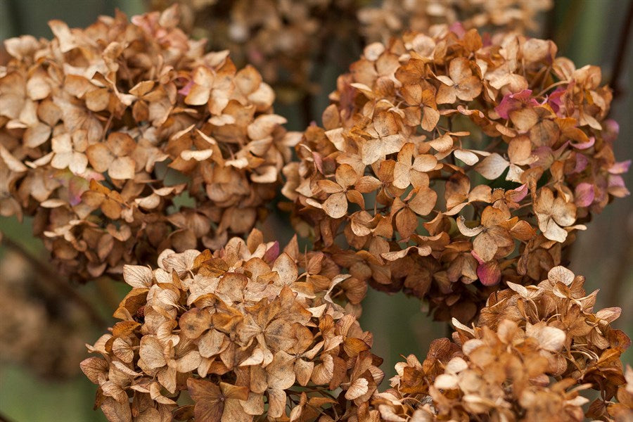 Brown Hydrangea Flower seeds for Planting - Seasonal Bloomer, Heirloom & GMO Free Seeds for Home Garden
Sale seeds for home garden