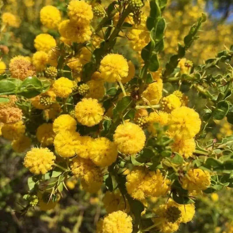 Mixed Acacia Perennial Flower Seeds for Planting Compact Growth Heirloom & GMO Free Seeds for Home Garden
Sale