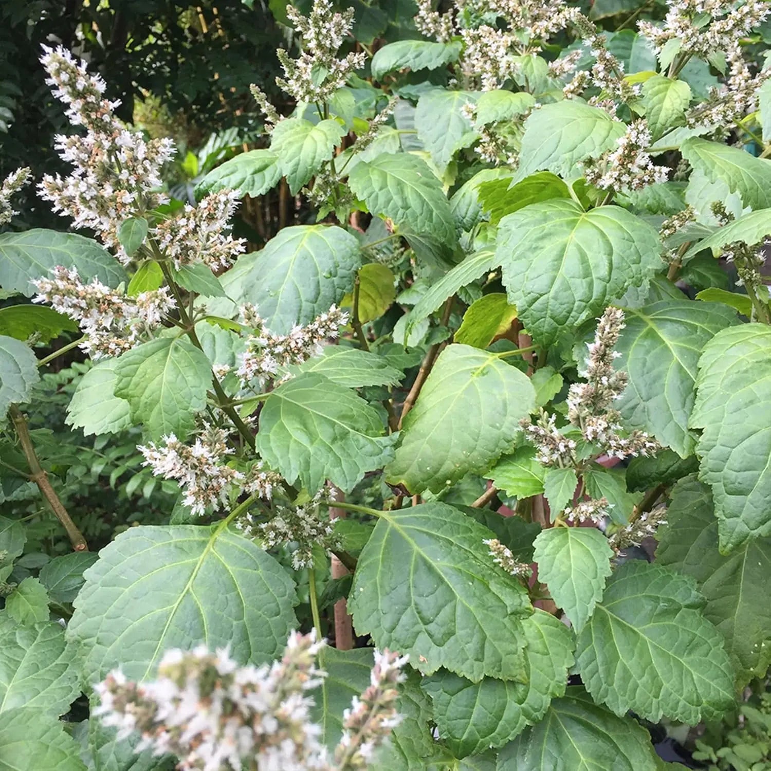 Patchouli Seeds (Pogostemon cablin) Seeds