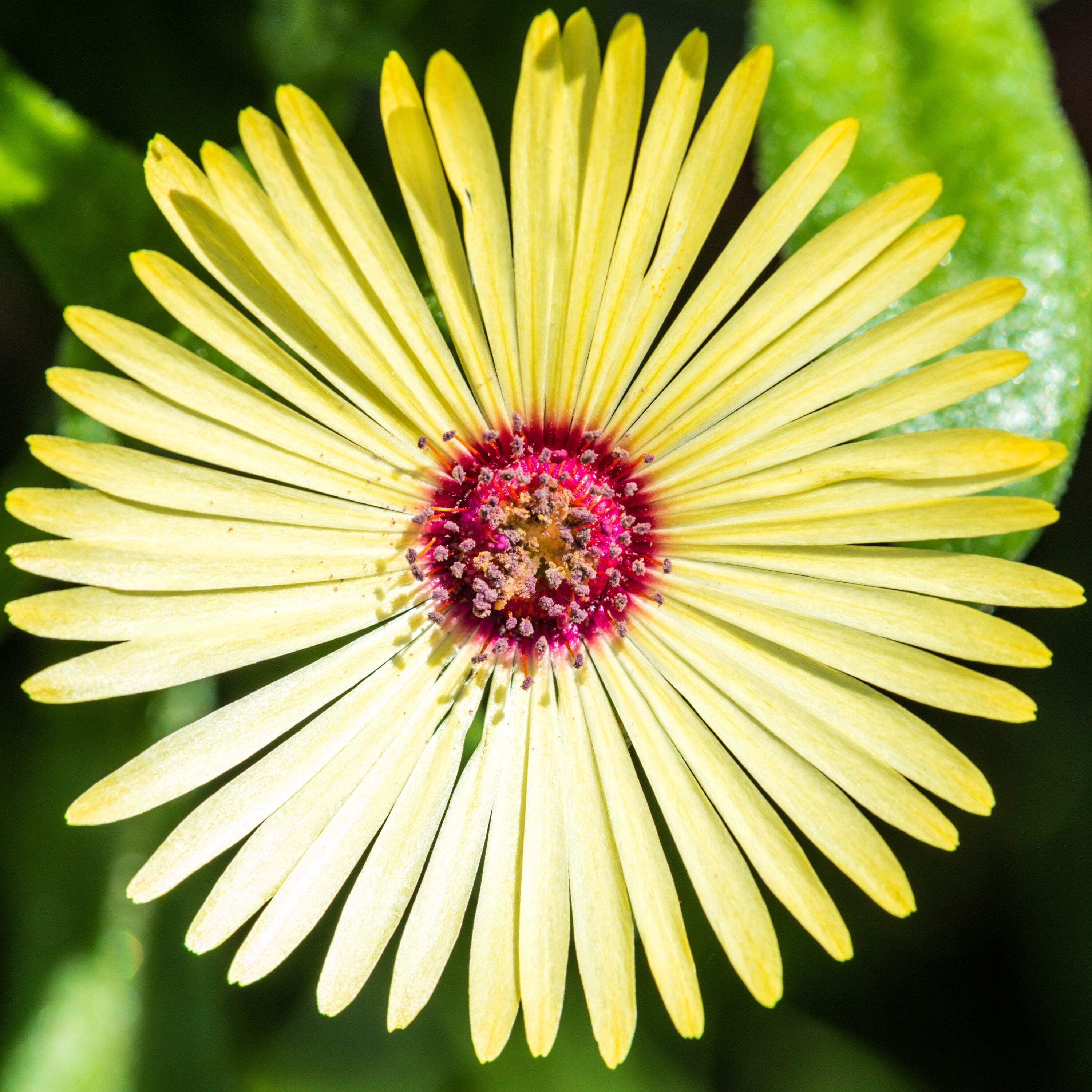 Yellow Red Ice Flower seeds for Planting - Hardy Variety, Heirloom & GMO Free Seeds for Home Garden