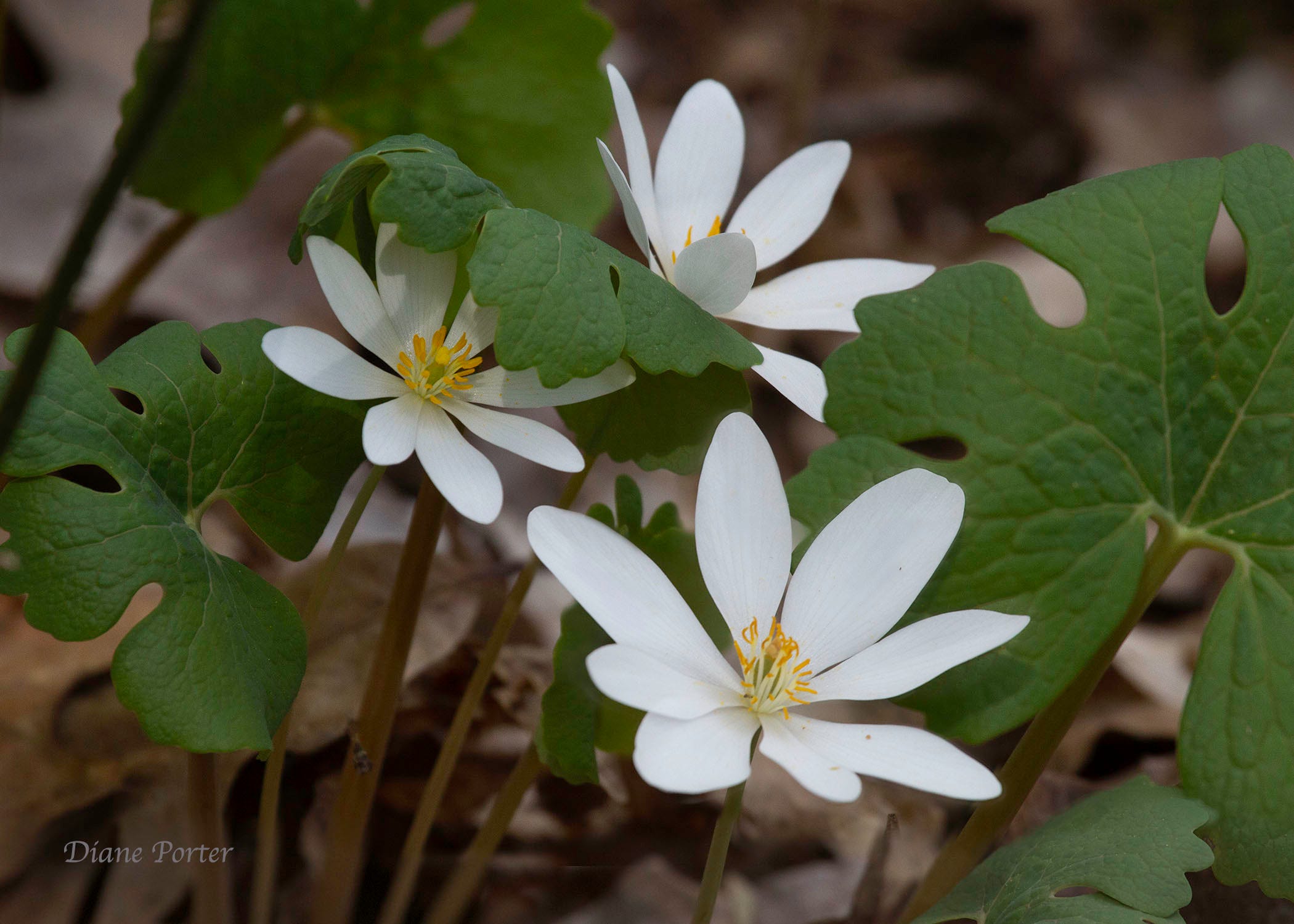 White Sanguinaria Flower seeds for Planting - Drought Tolerant, Heirloom & GMO Free Seeds for Home Garden