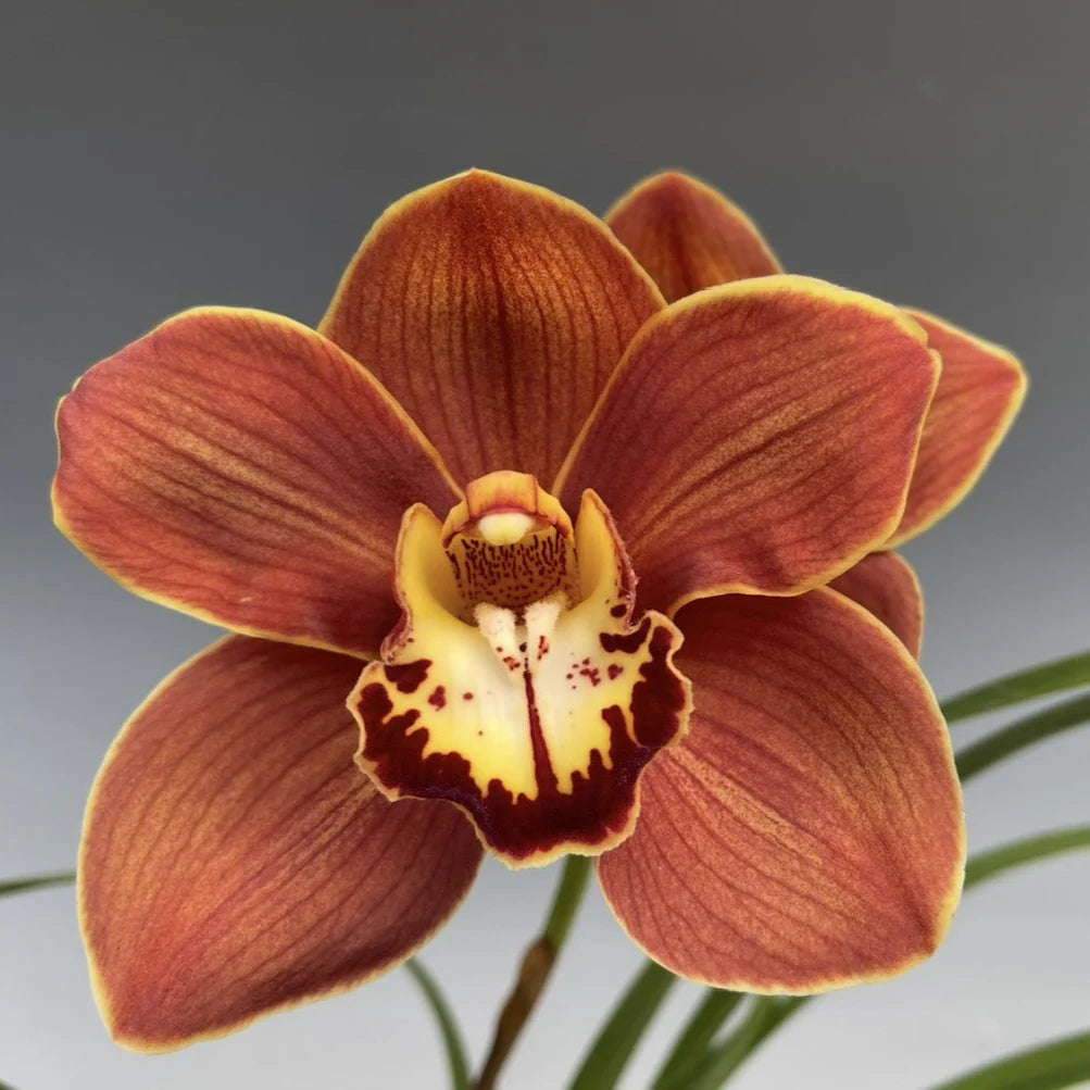 Cymbidium Flower Planting Seeds for Stunning Orchids - Evergrowseeds