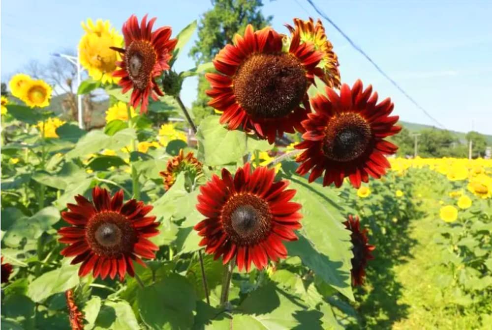 Red Mix Sunflower Perennial Flower Seeds for Planting Compact Growth Heirloom & GMO Free Seeds for Home Garden
Sale