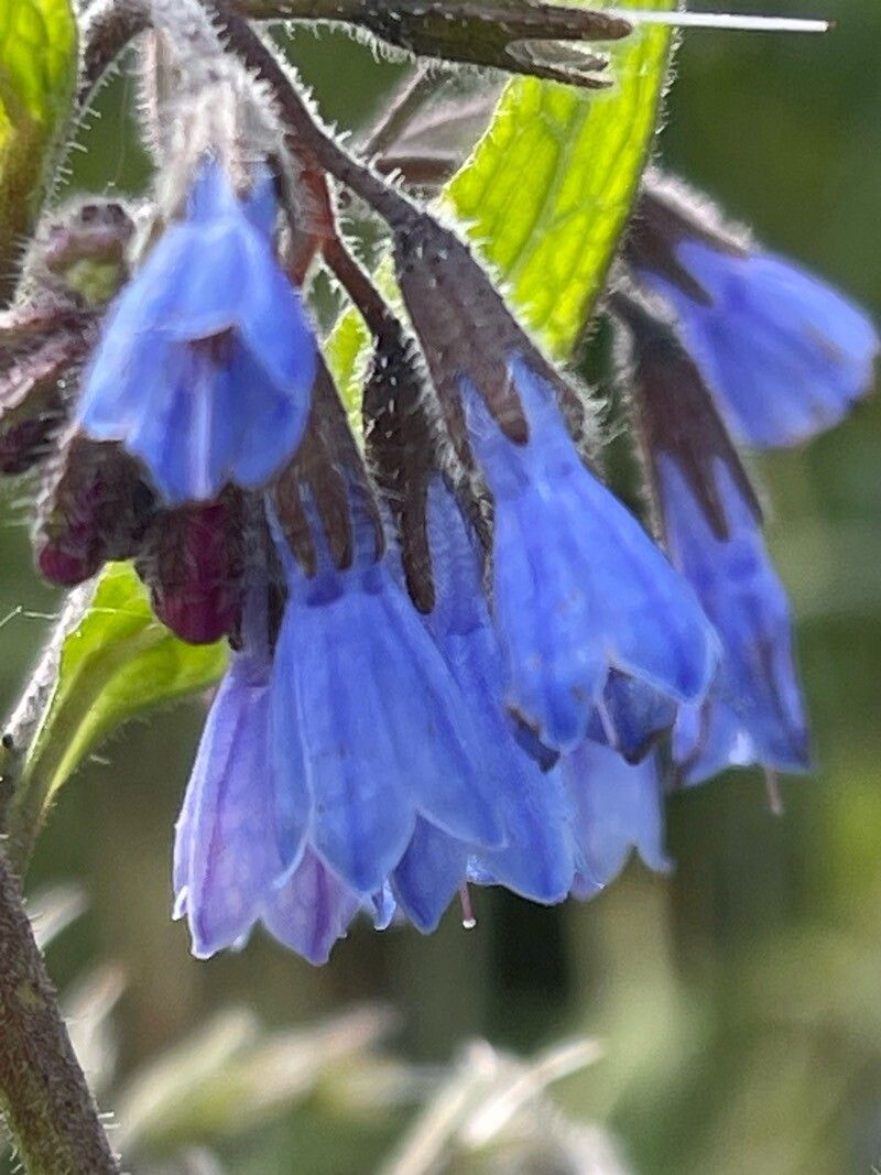 Violet Symphytum Flower seeds for Planting - Drought Tolerant, Heirloom & GMO Free Seeds for Home Garden