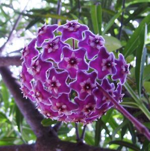 Violet Hoya Flower seeds for Planting Cottage Garden Essential Heirloom & GMO Free Seeds for Home Garden
Sale
