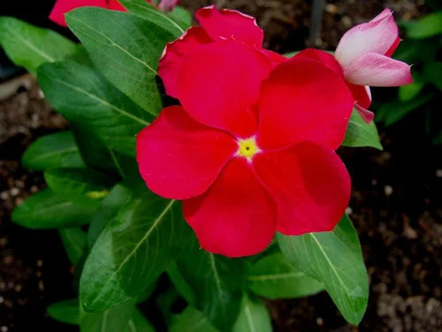 Heirloom Catharanthus Flower seeds blooming in flower beds, containers, borders, and pollinator-friendly gardens