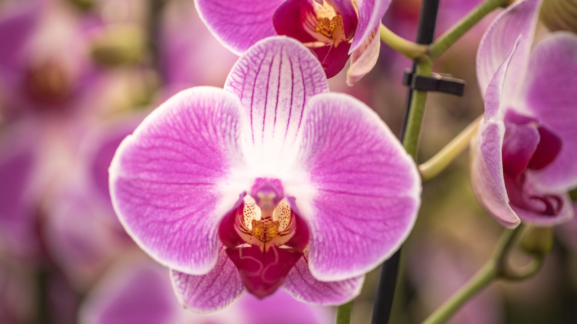 Butterfly Orchid Flower seeds for Planting - Cut Flower Favorite, Heirloom & GMO Free Seeds for Home Garden