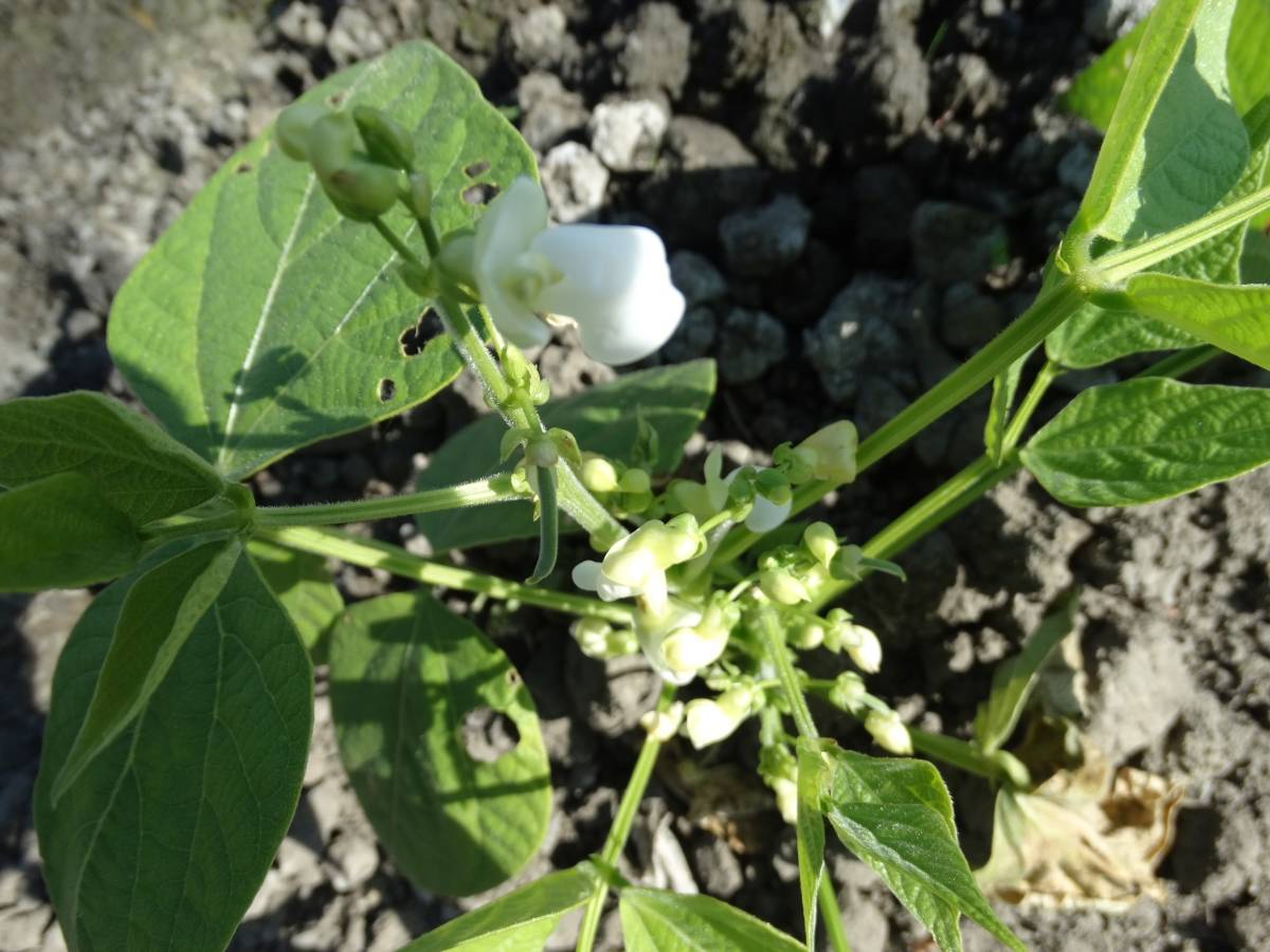 Black and White Bean Seeds for Vegetable Planting
