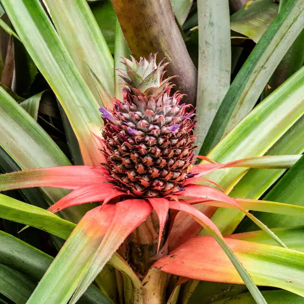 Pink Pineapple Seeds for Planting - Grow Your Own Fruit