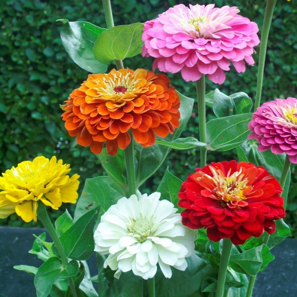 Mixed Helichrysum Flower seeds blooming in flower beds, containers, borders, and pollinator-friendly gardens