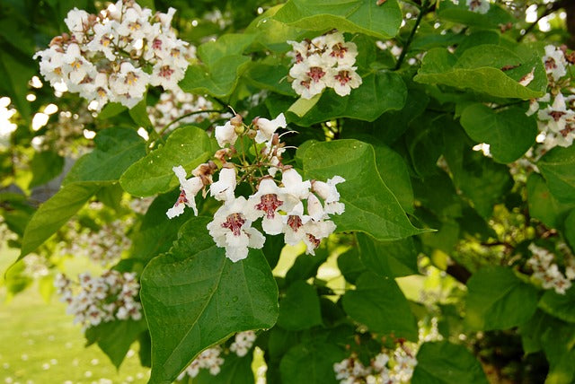 Ornamental Catalpa Flower Seeds