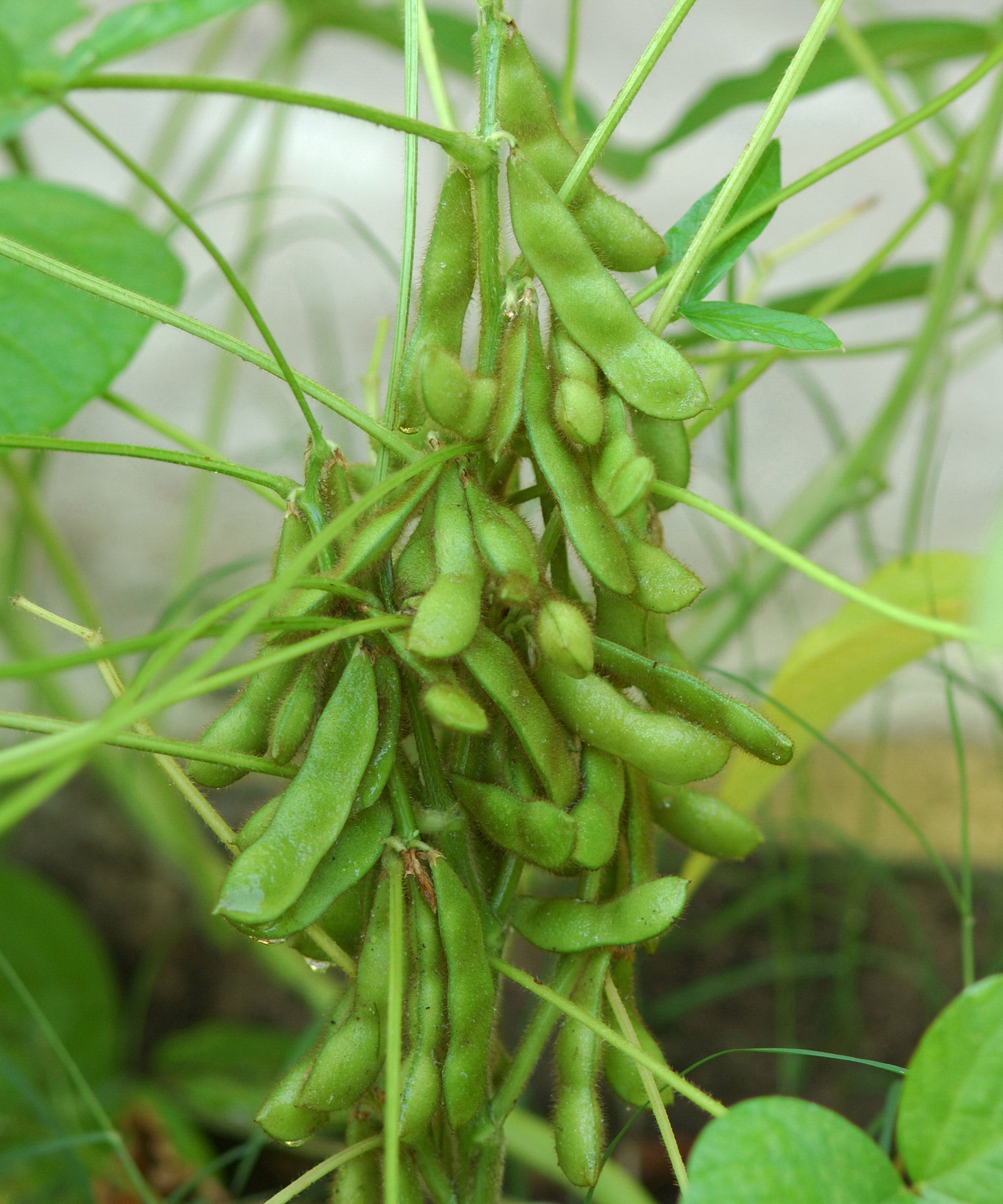Brown Edible Soybean Seeds - 1 Planting Seeds