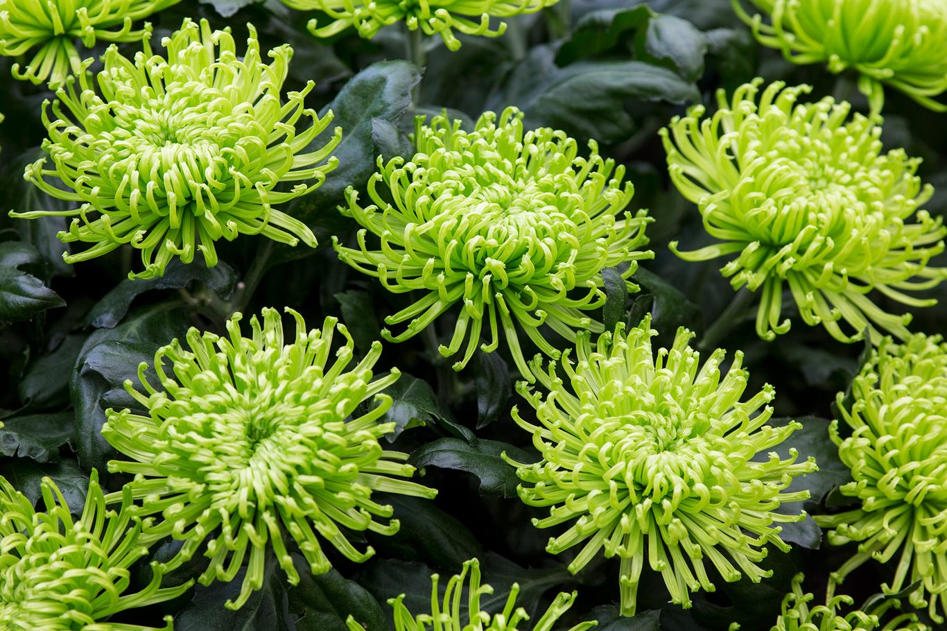Green Chrysanthemum Flower seeds for Planting - Drought Tolerant, Heirloom & GMO Free Seeds for Home Garden