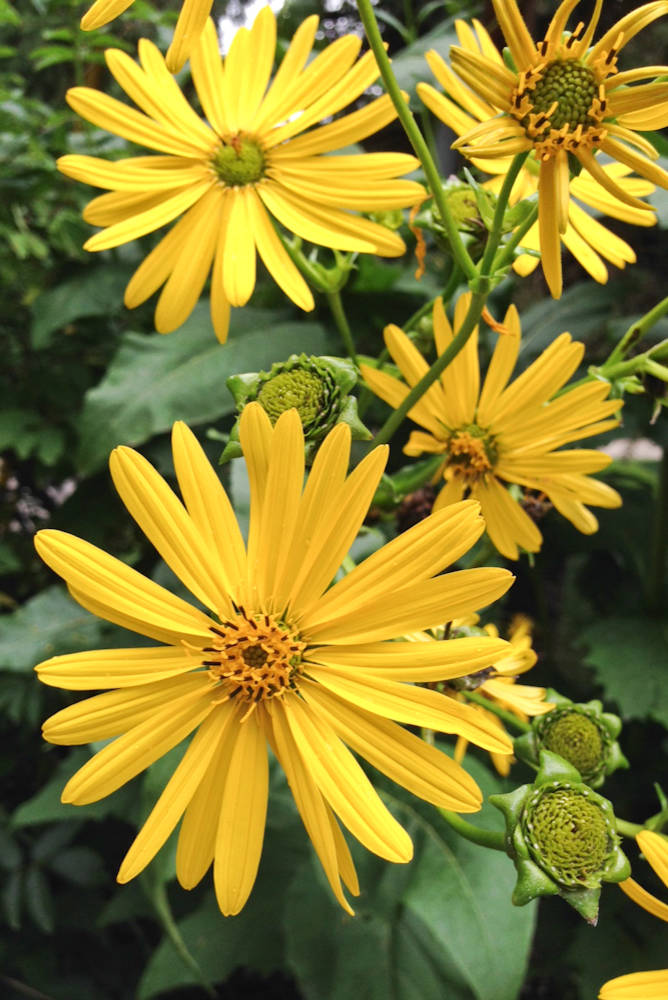 Yellow Silphium Perfoliatum Flower seeds for Planting - Shade Tolerant, Heirloom & GMO Free Seeds for Home Garden