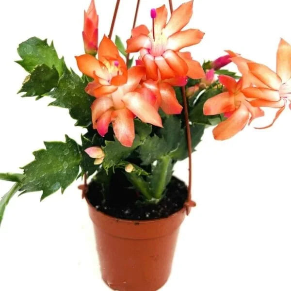 Orange Schlumbergera Flower Planting Seeds - Brighten Your Garden with Stunning Blooms
