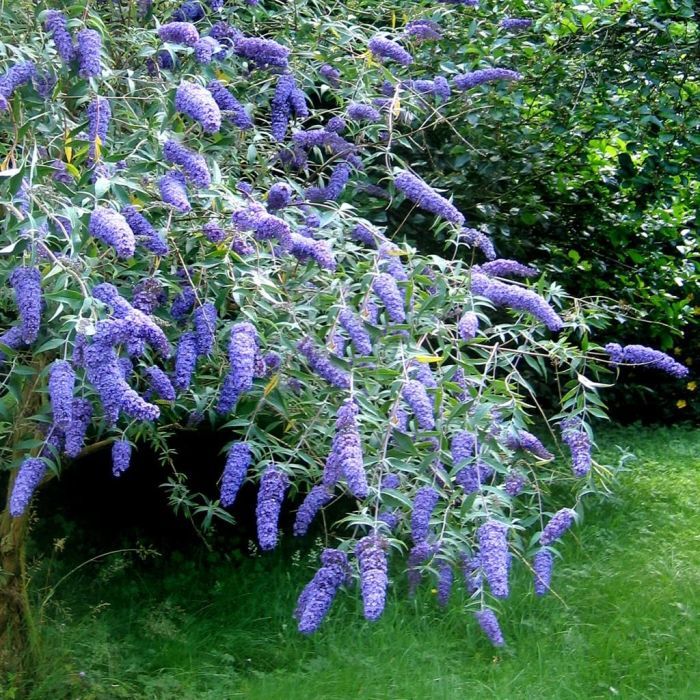 Blue Buddleia Flower Seeds for Planting Seasonal Bloomer Heirloom & GMO Free Seeds for Home Garden
Sale