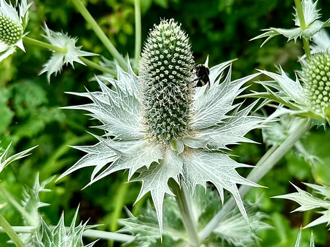 White Eryginum Flower Seeds Planting