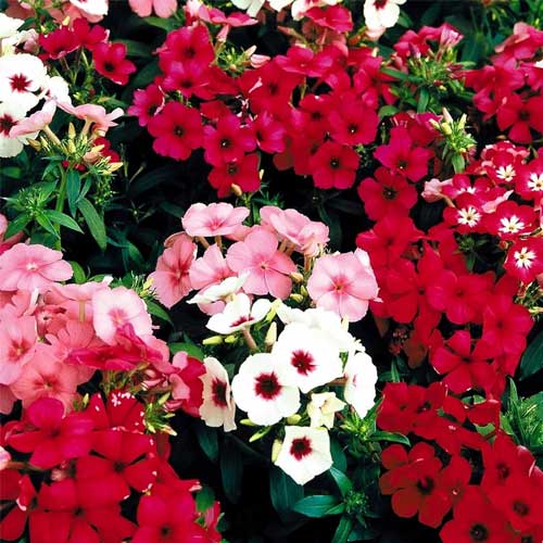 Planting Guide for Drummondii Flower Seeds