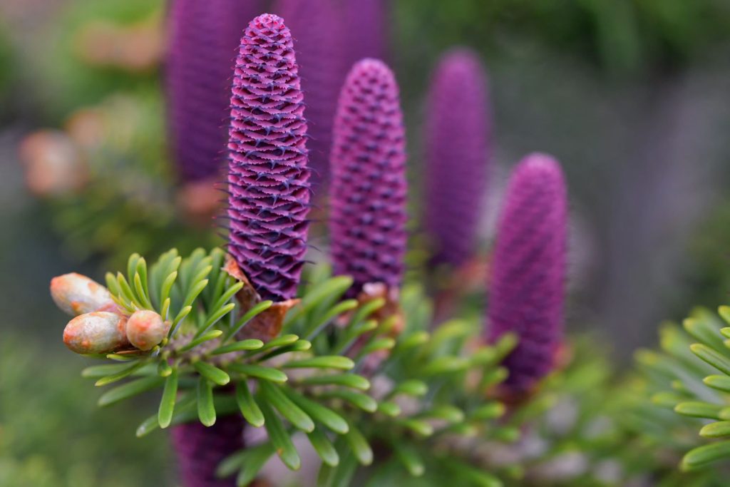 Purple Korean Fir Seeds | Perfect For Planting Plant Seeds