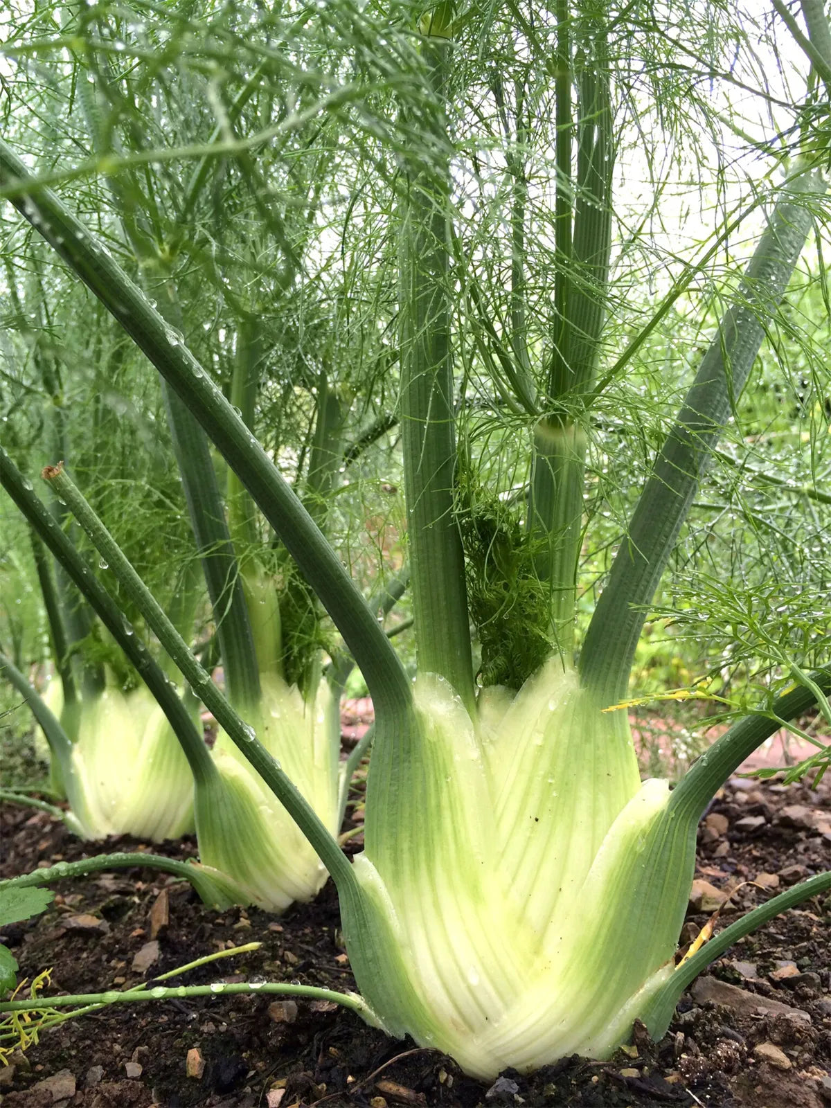 Aromatic Herb Seeds: Planting Foeniculum