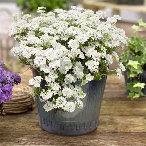 White Candytuf Flower seeds for Planting - Premium Quality, Heirloom & GMO Free Seeds for Home Garden