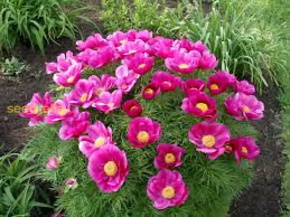 Fern Leaf Peony Pink Seeds For Planting - Elegant Perennial Blooms Flower