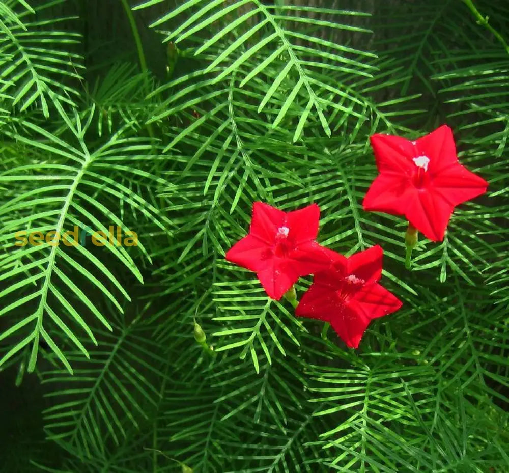 Fern Red Flower Planting Seeds Vibrant Perennial Flowers For Your Garden