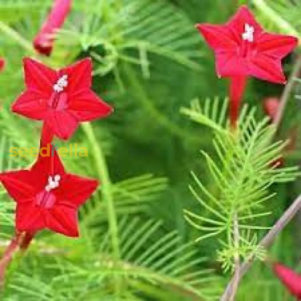 Fern Red Flower Planting Seeds Vibrant Perennial Flowers For Your Garden