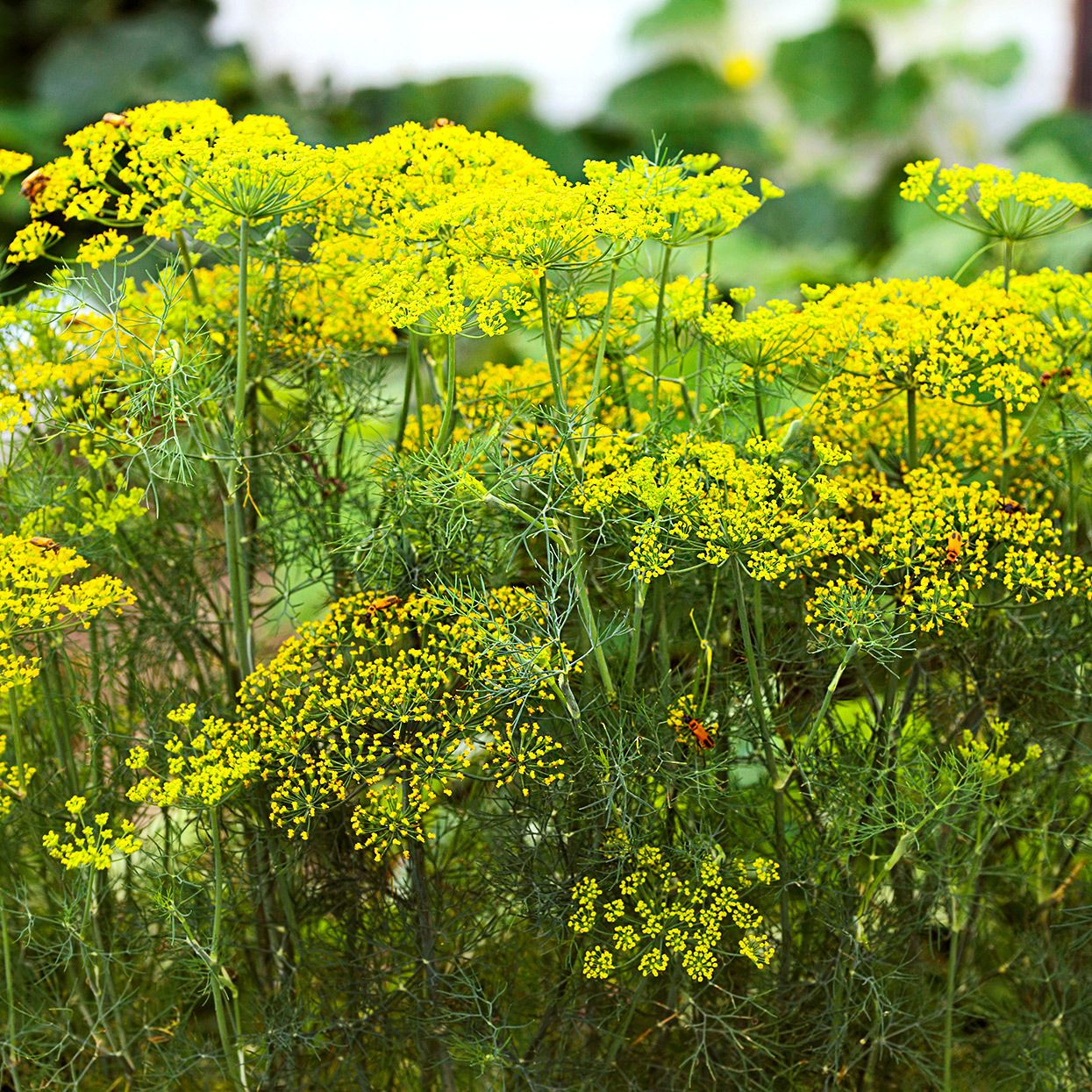 Fennel Flower seeds for Planting - Pollinator Friendly, Heirloom & GMO Free Seeds for Home Garden