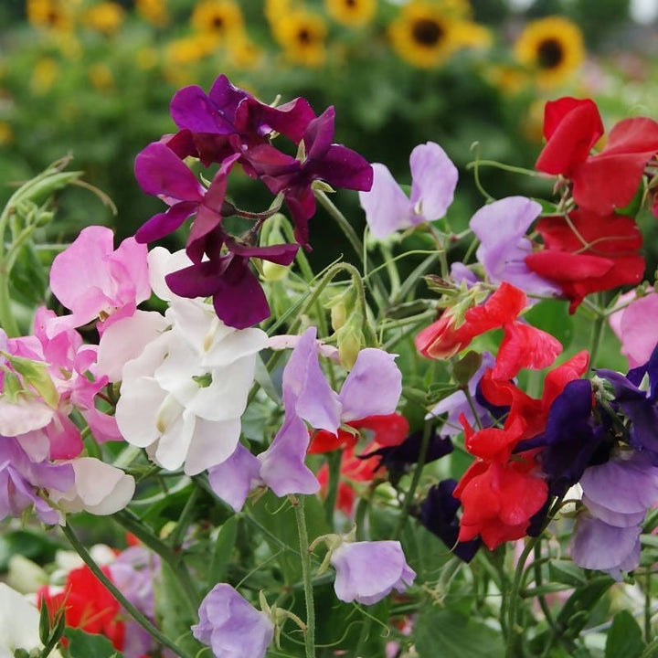Lathydorus Odoratus Flower seeds blooming in flower beds, containers, borders, and pollinator-friendly gardens