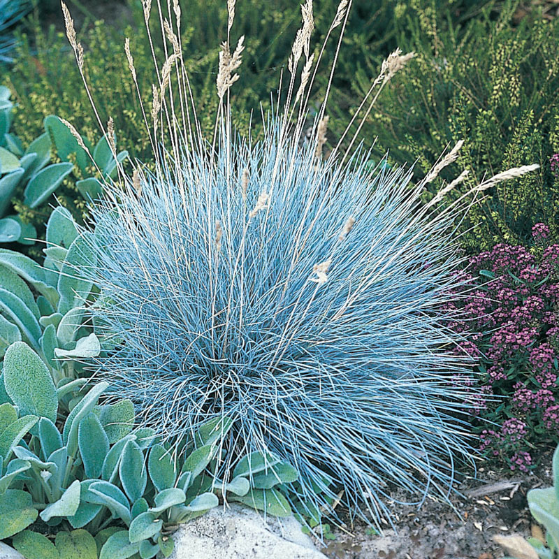 Blue Festuca Plant Seeds For Ornamental Planting