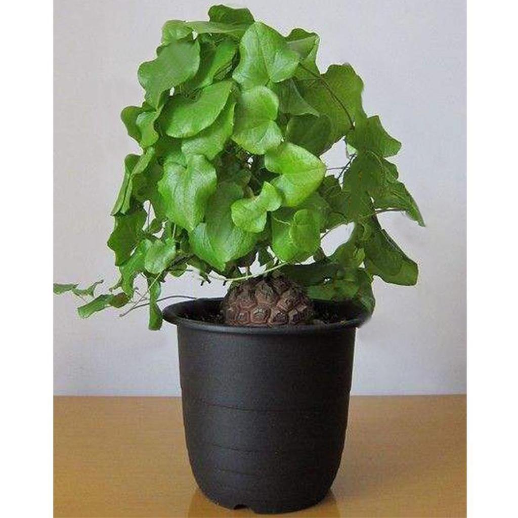 Dioscorea Elephantipes Yam Flower seeds for Planting - Drought Tolerant, Heirloom & GMO Free Seeds for Home Garden
Sale seeds for home garden