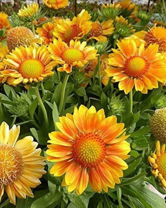 Yellow Gaillardia Aristata Flower Planting - Seeds for Vibrant Blossoms in Your Garden