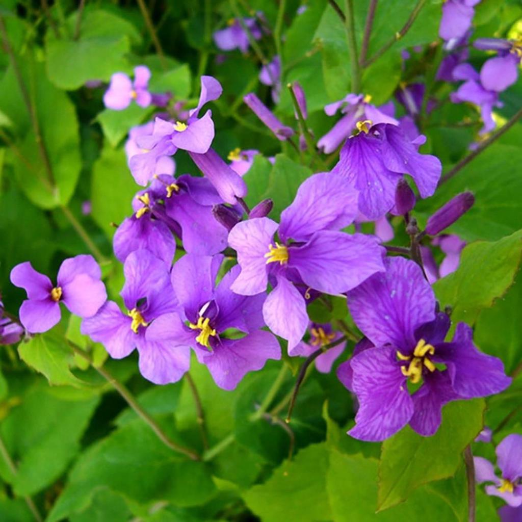 Orychophragmus Flower seeds blooming in flower beds, containers, borders, and pollinator-friendly gardens