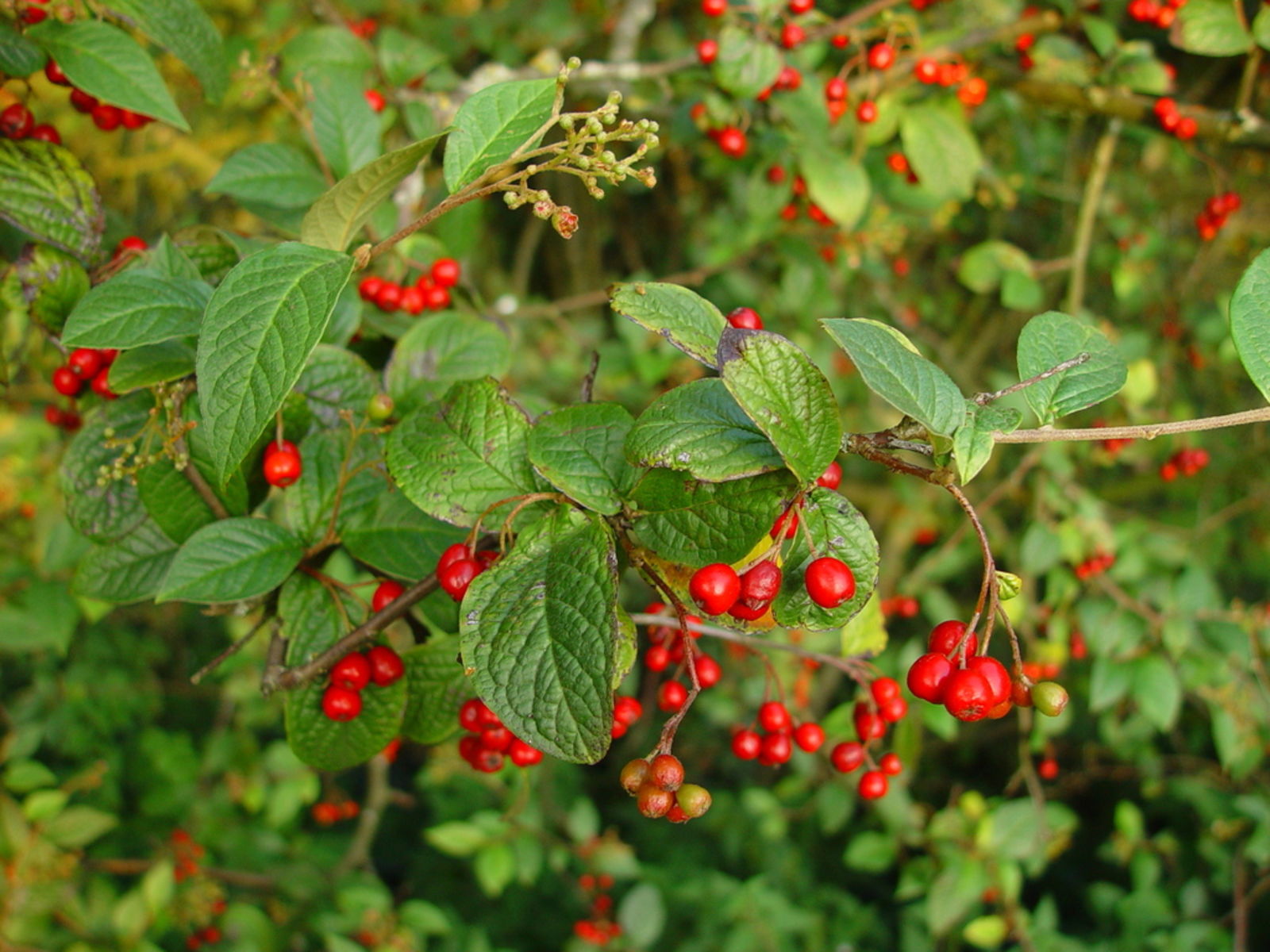 Brown Cotoneaster Seeds for Planting