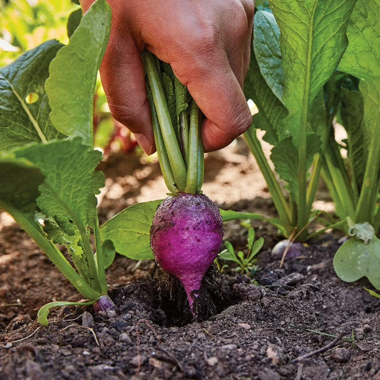 Purple Radish Seeds for Easy Planting