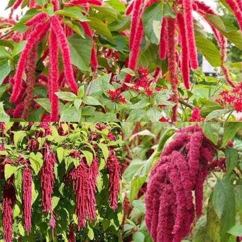Mixed Caudatus Flower seeds for Planting - Long Bloom Season, Heirloom & GMO Free Seeds for Home Garden